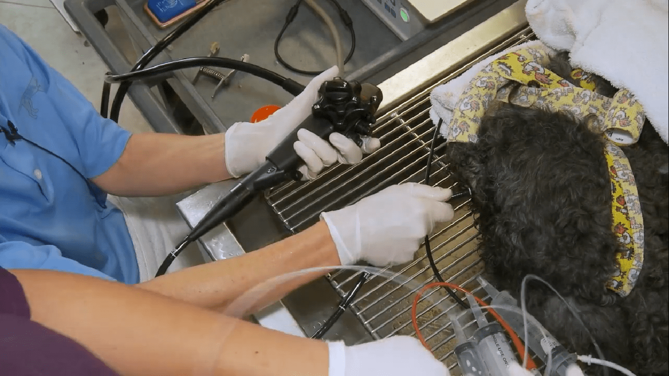 Endoscopic Procedures Canine Colonoscopy VETSCOPE